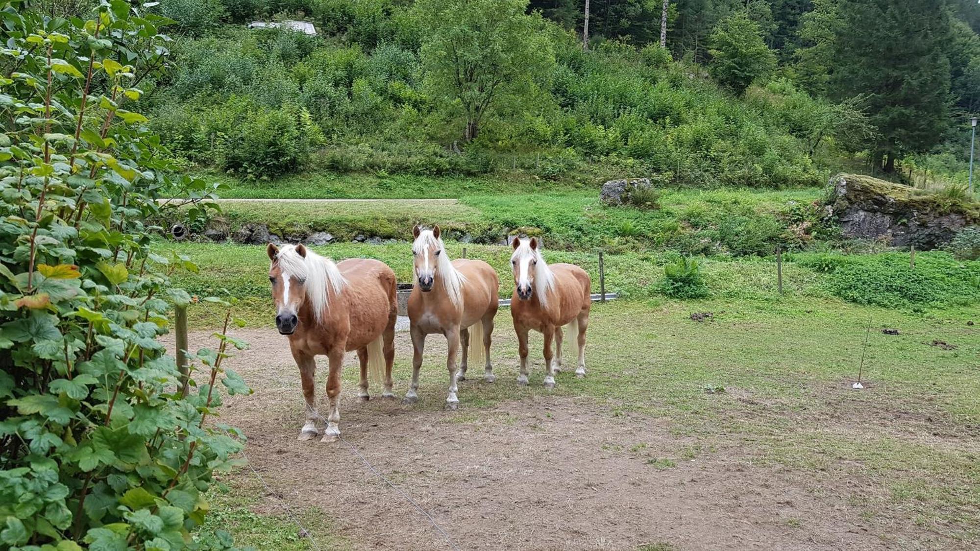 Ferienwohnung Schwarzwaldfeder Todtnau Esterno foto
